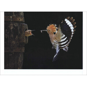 BIRD PHOTOGRAPHER OF THE YEAR. COLLECTION 3_1