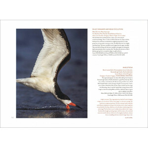 BIRD PHOTOGRAPHER OF THE YEAR. COLLECTION 3 3