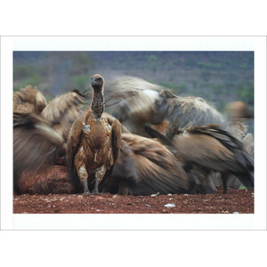 BIRD PHOTOGRAPHER OF THE YEAR. COLLECTION 3 4