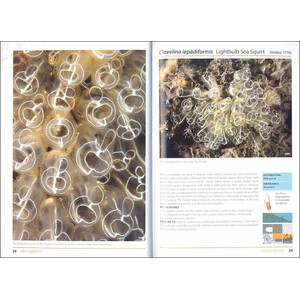 SEA SQUIRTS AND SPONGES OF BRITAIR AND IRELAND 3