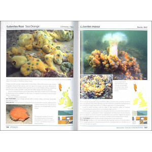 SEA SQUIRTS AND SPONGES OF BRITAIR AND IRELAND 4