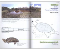 ANFÍBIOS E RÉPTEIS DE PORTUGAL/AMPHIBIANS AND REPTILES OF PORTUGAL 4