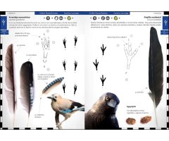 AVES QUE DEJAN HUELLA. RASTROS Y SEÑALES DE LA AVIFAUNA IBÉRICA  4