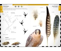 AVES QUE DEJAN HUELLA. RASTROS Y SEÑALES DE LA AVIFAUNA IBÉRICA  3