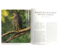THE EMPIRE OF THE EAGLE: AN ILLUSTRATED NATURAL HISTORY 2