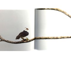 THE EMPIRE OF THE EAGLE: AN ILLUSTRATED NATURAL HISTORY 3