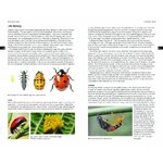 FIELD GUIDE TO THE LADYBIRDS OF BRITAIN AND IRELAND 2
