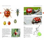 FIELD GUIDE TO THE LADYBIRDS OF BRITAIN AND IRELAND 5