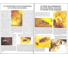 L'AMBRE. MIEL DE FORTUNE ET MÉMOIRE DE VIE 3