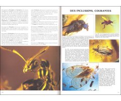 L'AMBRE. MIEL DE FORTUNE ET MÉMOIRE DE VIE 4