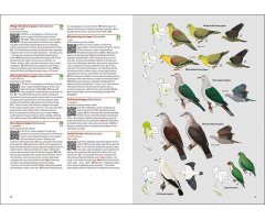 BIRDS OF THAILAND_1