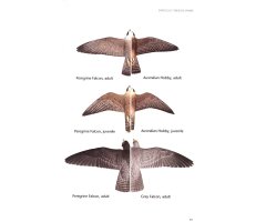 BIRDS OF PREY OF AUSTRALIA: A FIELD GUIDE_1