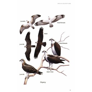 BIRDS OF PREY OF AUSTRALIA: A FIELD GUIDE 3