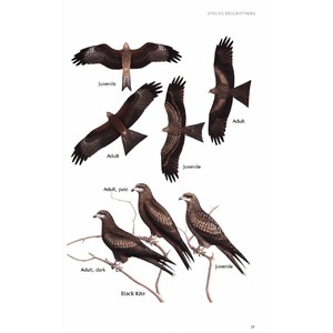BIRDS OF PREY OF AUSTRALIA: A FIELD GUIDE 4