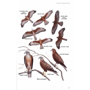 BIRDS OF PREY OF AUSTRALIA: A FIELD GUIDE 5
