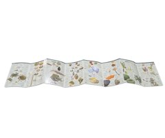 125 ANIMALS I ALGUES DEL LITORAL DE CATALUNYA QUE CAL CONÈIXER. MINIGUIA DE CAMP  3