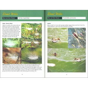 WEB WATCHING: A GUIDE TO WEBS & THE SPIDERS THAT MAKE THEM 3