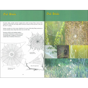 WEB WATCHING: A GUIDE TO WEBS & THE SPIDERS THAT MAKE THEM 4