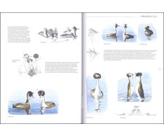 LE COMPORTEMENT DES OISEAUX D'EUROPE 3