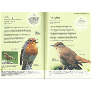 LOS PÁJAROS DEL JARDÍN A TAMAÑO REAL_1