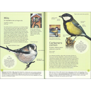LOS PÁJAROS DEL JARDÍN A TAMAÑO REAL 3
