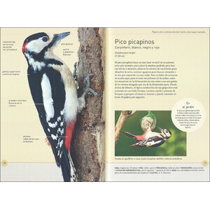 LOS PÁJAROS DEL JARDÍN A TAMAÑO REAL 4