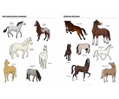 BIG HORSES, LITTLE HORSES. A VISUAL GUIDE TO THE WORLD'S HORSES AND PONIES 2