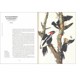 AVES EXTRAORDINARIAS 3