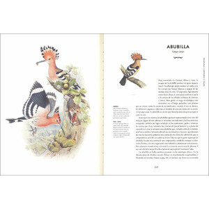 AVES EXTRAORDINARIAS 4