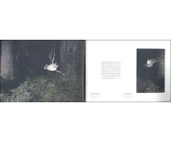 BALLET NOCTURNE. UN REGARD SUR LES CHAUVES- SOURIS DE L'ARC JURASSIEN_1