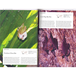 BATS: AN ILLUSTRATED GUIDE TO ALL SPECIES_1