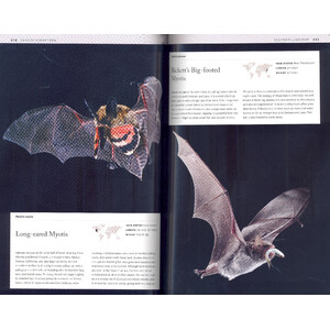 BATS: AN ILLUSTRATED GUIDE TO ALL SPECIES 3