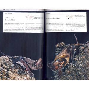 BATS: AN ILLUSTRATED GUIDE TO ALL SPECIES 4