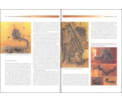 MESSEL: AN ANCIENT GREENHOUSE ECOSYSTEM 2