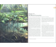 MESSEL: AN ANCIENT GREENHOUSE ECOSYSTEM 3