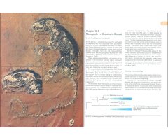 MESSEL: AN ANCIENT GREENHOUSE ECOSYSTEM 4