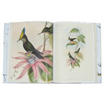 THE FAMILY OF HUMMINGBIRDS 2