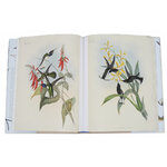 THE FAMILY OF HUMMINGBIRDS 3