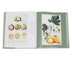 BOTANICAL ART. FROM RENAISSANCE HERBARIA TO THE 19TH CENTURY 3