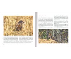 LOBOS. POBLACIÓN DE CASTILLA Y LEÓN. SITUACIÓN EN ESPAÑA 2