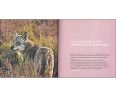 LOBOS. POBLACIÓN DE CASTILLA Y LEÓN. SITUACIÓN EN ESPAÑA 3