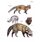A FIELD GUIDE TO THE CARNIVORES OF THE WORLD._1