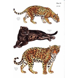 A FIELD GUIDE TO THE CARNIVORES OF THE WORLD. 3