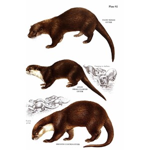 A FIELD GUIDE TO THE CARNIVORES OF THE WORLD. 4