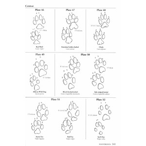 A FIELD GUIDE TO THE CARNIVORES OF THE WORLD. 6