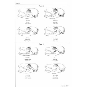 A FIELD GUIDE TO THE CARNIVORES OF THE WORLD. 7