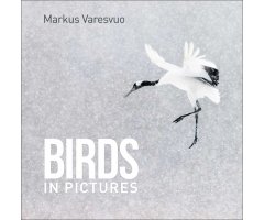 BIRDS IN PICTURES   