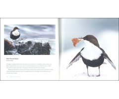 BIRDS IN PICTURES_1