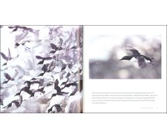 BIRDS IN PICTURES 4
