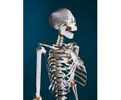 BUILD YOUR OWN HUMAN SKELETON 2